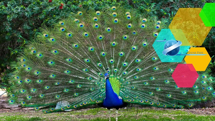 پارک پرندگان کوالالامپور ، زیما سفر 